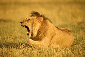 Mane Prints: Large male lion yawning showing his teeth, Serengeti, Tanzania