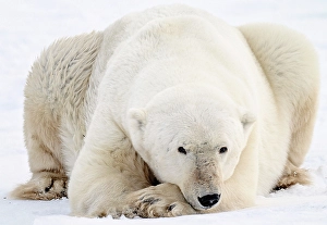 Sub Arctic Prints: A large male polar bear lyinkg on the snow in Churchill, Manitoba