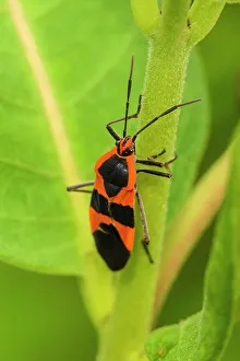 Poikilotherm Prints: Large milkweed bug (Oncopeltus fasciatus), Greater Sudbury, Ontario, Canada