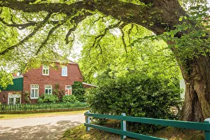 Spiekeroog Prints: Large old chestnut tree in the village center of Spiekeroog