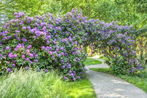 Rhododendron Prints: Large rhododendron in the park of Schloss Bothmer in Klutz