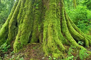 Vancouver Island Prints: Large tree in Coastal rainforest. Goldstream Provincial Park, British Columbia, Canada