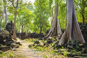 Large trees growing in Banteay Chhmar, Ankorian-era temple ruins, Banteay Meanchey