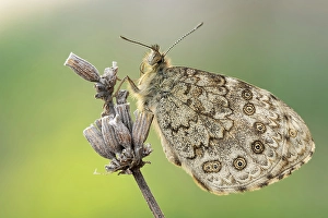 Insects Prints: Lasiommata megera, Casareggio of Vobbia, Liguria, Italy