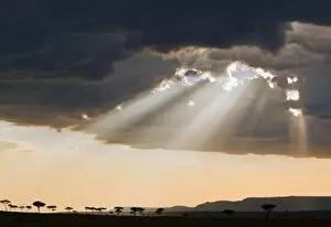 Late afternoon sun breaks through rain clouds in the Masai Mara National Reserve silhouetting Balanites