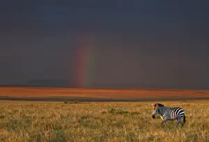 Transmara Prints: The late afternoon sun breaks through rain clouds in the Masai Mara National Reserve to paint the landscape a hue of