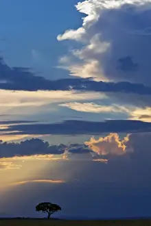 Transmara Prints: In the late afternoon, the sun breaks through a stormy sky in Masai-Mara National Reserve