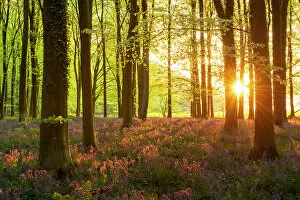 Images Dated 5th July 2022: Late evening sunshine in a beautiful bluebell woodland, West Woods, Wiltshire, England