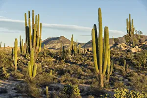 Latin America, Mexico, Baja California, Desert landscape near Catavinia