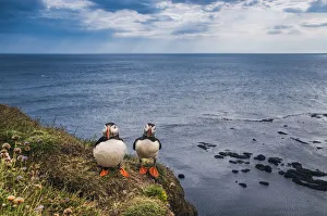 Latrabjarg, Iceland. Atlantic puffins on the cliffs