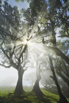 Laurel forest Laurisilva in fog - Portugal, Madeira, Porto Moniz, Fanal - Laurisilva