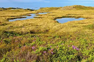 Laurel Prints: Laurel along the shoreline of the Cabot Strait Iles aux Morts Newfoundland & Labrador Canada