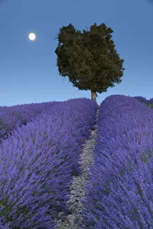 Laurel tree in the lavender field in the moonlight, (Lavendula augustifolia), Valensole, Plateau de Valensole