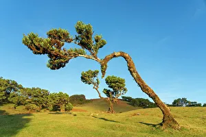Laurel tree, UNESCO, Sao Vicente, Madeira, Portugal