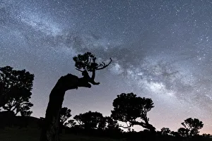 Paul Da Serra Prints: Laurel trees in Fanal forest under the Milky Way, Madeira island, Portugal
