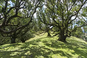 Laurel trees in the Laurisilva Forest, UNESCO World Heritage Site