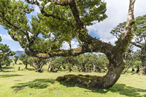 Madeira Natural Park Prints: Laurel trees in the Laurisilva Forest, UNESCO World Heritage Site