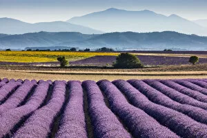 Lavender in bloom on the Valensole Plateau, Provence, France