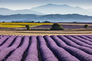 Pattern Prints: Lavender in bloom on the Valensole Plateau, Provence, France