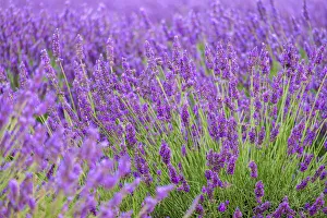 Lavender blossoms in height of bloom in early July, Plateau de Valensole, near Puimoisson