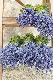 Images Dated 23rd November 2009: Lavender bundles for sale outside of a shop in Sault, Provence, France