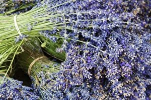 Images Dated 9th July 2009: Lavender bundles for sale in Roussillon, Sault, Provence, France