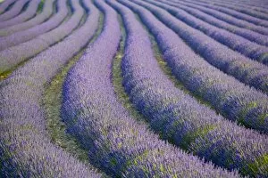 Country Side Collection: Lavender Field