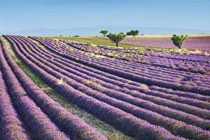 Lavender field and almond tree - France, Provence-Alpes-Cote d'Azur Lavender field and almond tree - France, Provence-Alpes-Cote d'Azur