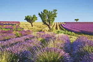 Lavender field and almond tree - France, Provence-Alpes-Cote d Azur