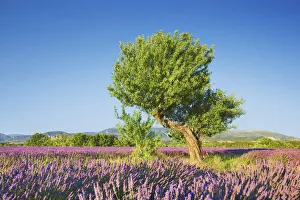 Lavender field and almond tree - France, Provence-Alpes-Cote d Azur