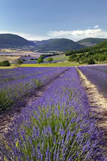Lavender field next to Banon, Banon, Provence, Provence-Alpes-Cote d'Azur, Alpes de Haute Provence, France