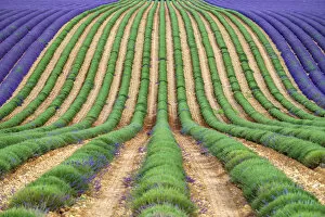 A lavender field in full bloom after the first rows of lavender have been cut as the