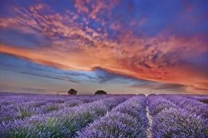 Images Dated 4th March 2021: Lavender field and burning clouds - France, Provence-Alpes-Cote d Azur