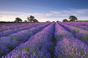 Images Dated 7th July 2014: Lavender field at dawn, Somerset, England. Summer (July)