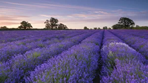 Lavender field at dawn, Somerset, England. Summer (July)