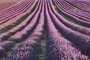 Farm Land Prints: Lavender field - France, Provence-Alpes-Cote d Azur, Alpes de Haute Provence
