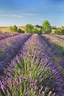 Lavender field - France, Provence-Alpes-Cote d Azur, Alpes de Haute Provence