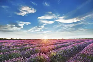 Lavender field - France, Provence-Alpes-Cote d Azur, Alpes de Haute Provence