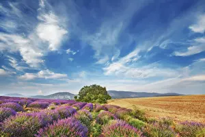 Lavender field - France, Provence-Alpes-Cote d Azur, Alpes de Haute Provence