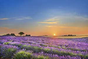 Lavender field - France, Provence-Alpes-Cote d Azur, Alpes de Haute Provence