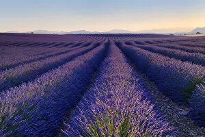 Lavender field (Lavendula augustifolia) at sunrise, Plateau de Valensole, Provence, Provence-Alpes-Cote d'Azur