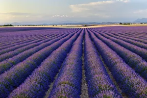 Lavender field (Lavendula augustifolia) at sunrise, Plateau de Valensole, Provence, Provence-Alpes-Cote d Azur, Alpes de Haute Provence, Southern France, France