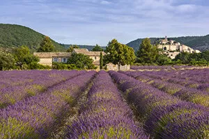 Provence Collection: Lavender field near hilltop village of Banon, Provence, France