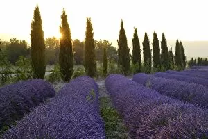 Images Dated 2nd July 2014: Lavender Field near Roussillion, Provence Alpes Cote d Azur, Provence, France, Europe