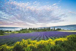 Provence Collection: Lavender field near Sault, Vaucluse, Provence-Aples-Cote d'Azur, France
