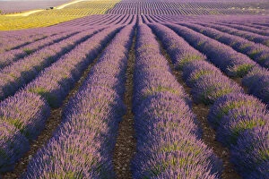 Images Dated 22nd April 2009: Lavender Field near Valensole, Provence-Alpes-Cote d Azur, France
