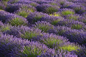 Images Dated 18th September 2014: Lavender Field near Valensole, Provence Alpes Cote d Azur, Provence, France, Europe
