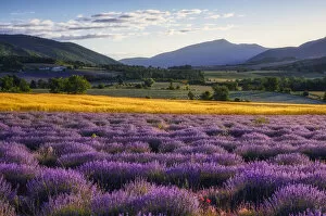 Lavender field at Plateau de Vaucluse, (Lavendula augustifolia), Sault, Provence, Provence-Alpes-Cote d'Azur