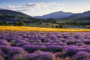 Vaucluse Gallery: Lavender field at Plateau de Vaucluse, (Lavendula augustifolia), Sault, Provence