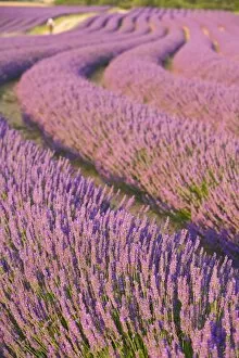 Country Side Collection: Lavender Field, Provence-Alpes-Cote d Azur, France